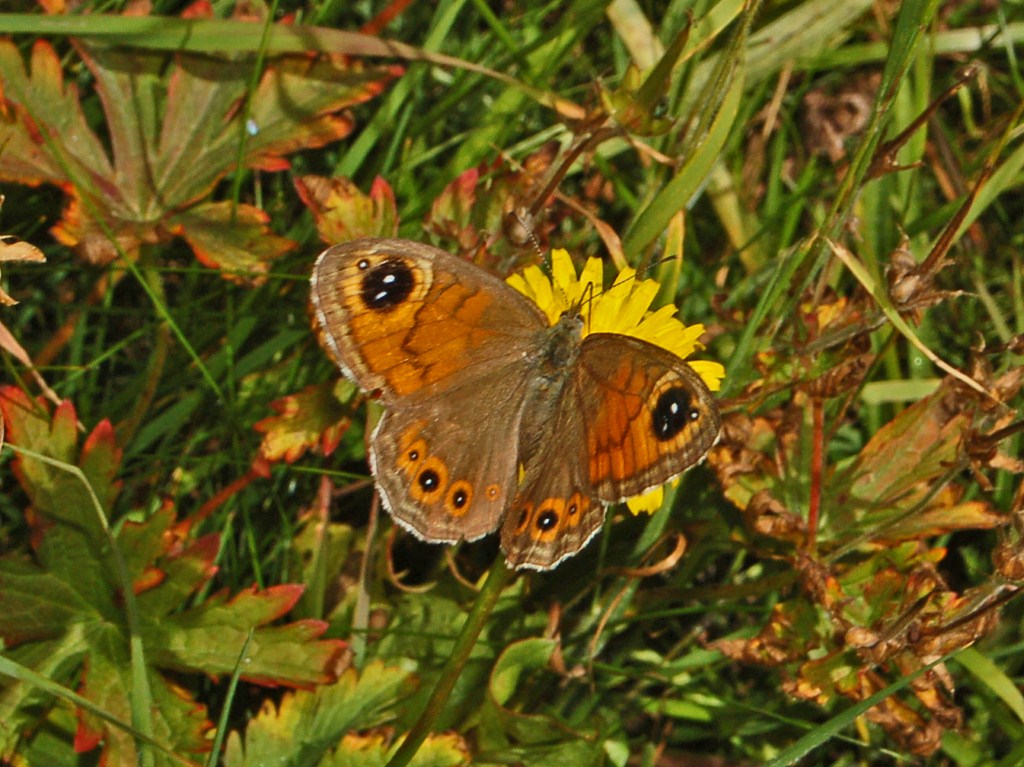 Lasiommata maera?